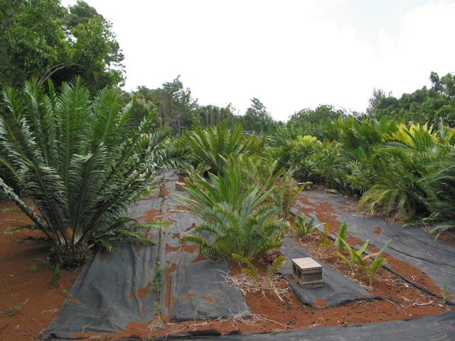 field cycads ready for landscape.